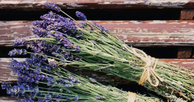 Intrecci di Lavanda